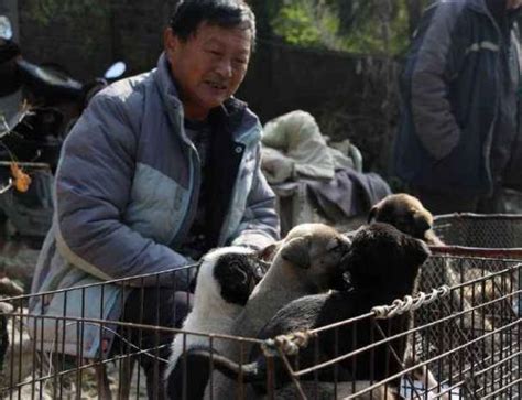 一白四黑|在農村，選狗講究「一黑二黃三花四白」什麼意思，有。